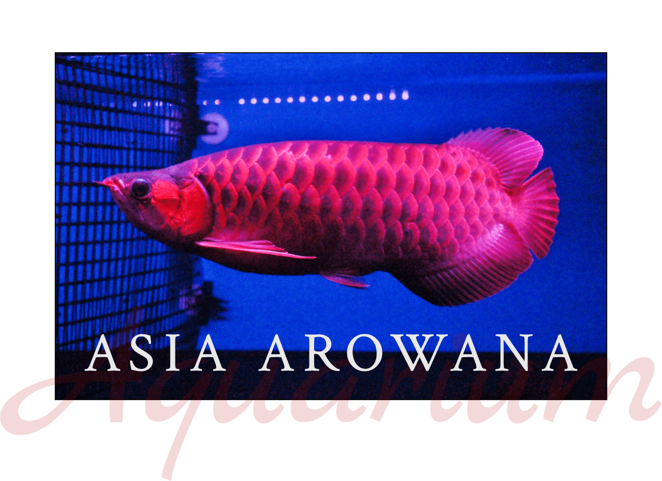 ASIA AROWANA